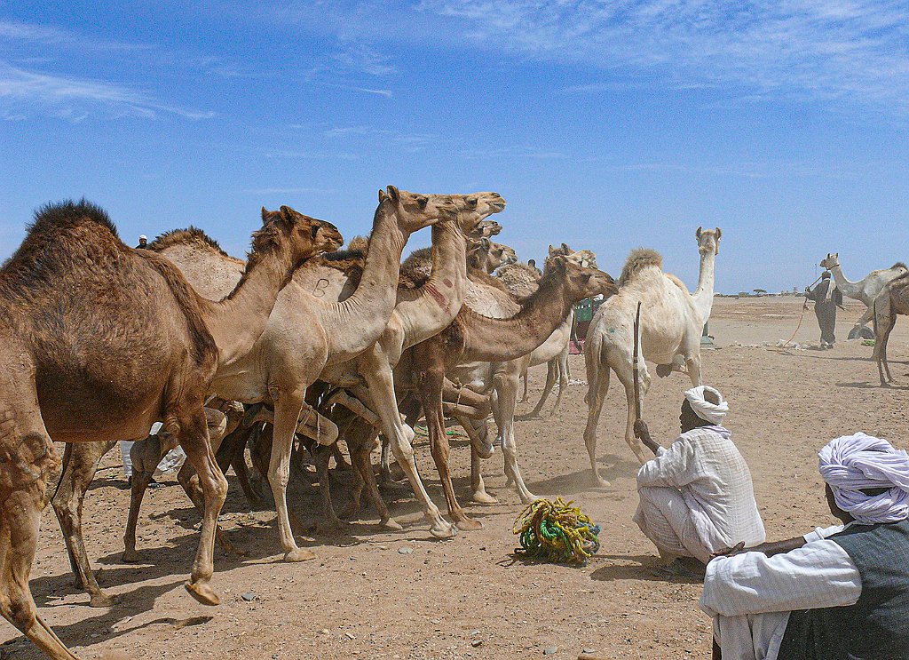 Dromedary market77.JPG